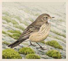 Gillmor (Robert, 1936-2022). Buff-bellied pipit, watercolour