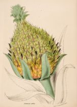 Burnett (Mary). Plantae Utiliores; or Illustrations of Useful Plants, vols. 1 & 2 (of 4), 1842-45