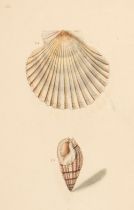 Turton (William). A Conchological Dictionary of The British Islands..., London: John Booth, 1819