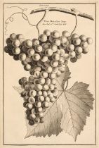 Langley (Batty). Pomona: or, the Fruit-Garden Illustrated..., 1729