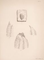 Darwin (Charles). A Monograph of the Fossil Lepadidae, 2 volumes, 1851-54