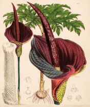 Curtis (William). Curtis's Botanical Magazine, 3 volumes, 1874-76