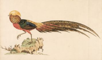 Hayes (William). A Natural History of British Birds, 1771-75