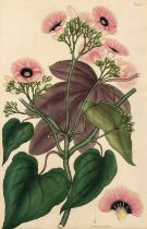 Andrews (Henry). Botanist's Repository, volume 10, 1803-04