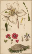 Wakefield (Priscilla). An Introduction to Botany, in a series of Familiar Letters..., 9th ed., 1823