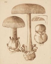 Bolton (James). An History of Fungusses growing about Halifax, 3 volumes, 1788-91