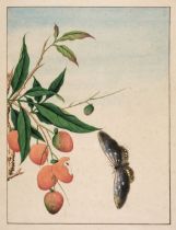 Chinese Export School. Branch of a Chinese fruit tree and butterfly, circa 1820-30