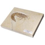 Prawn. A good example of a fossilised prawn