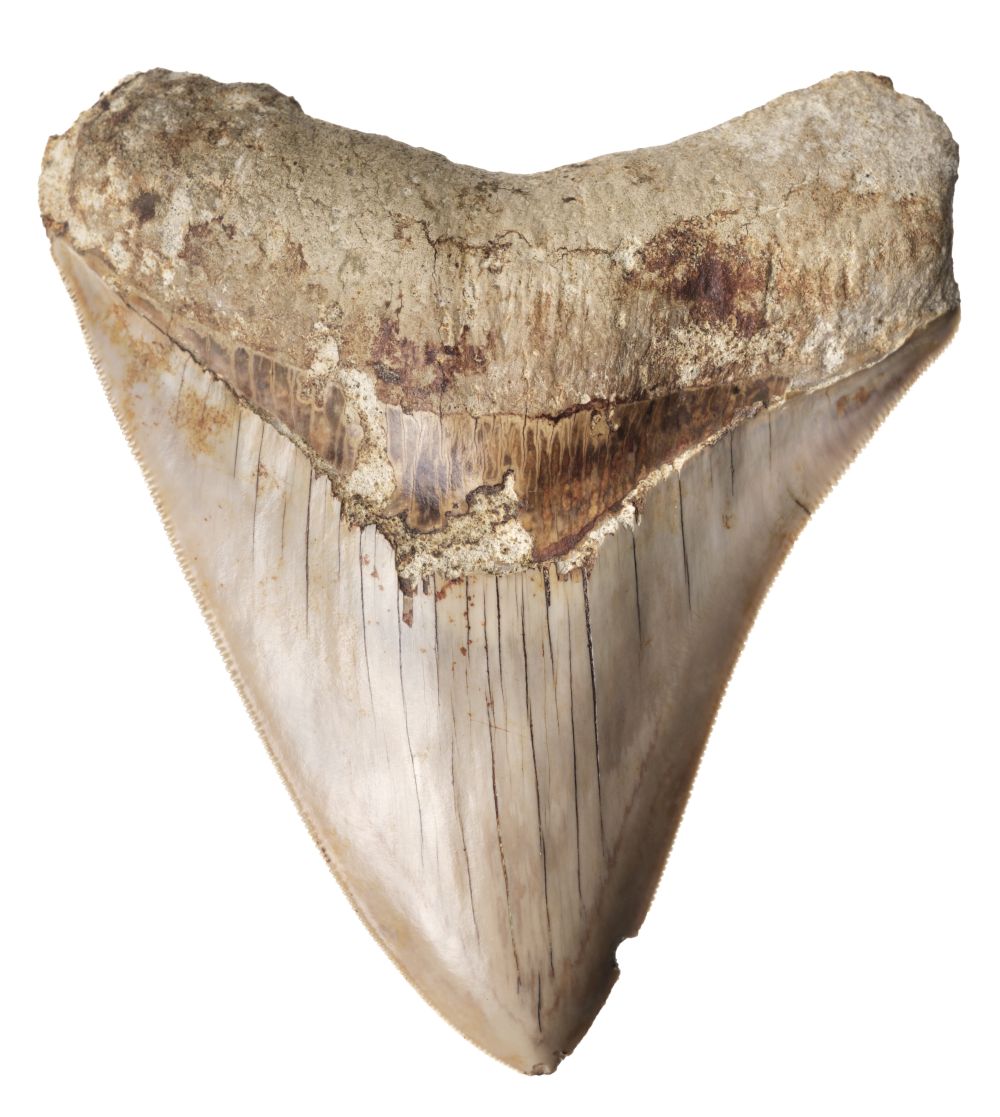 Megalodon Tooth. A large Megalodon tooth found in Indonesia, Miocene period