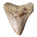 Megalodon Tooth. A large Megalodon tooth found in Indonesia, Miocene period