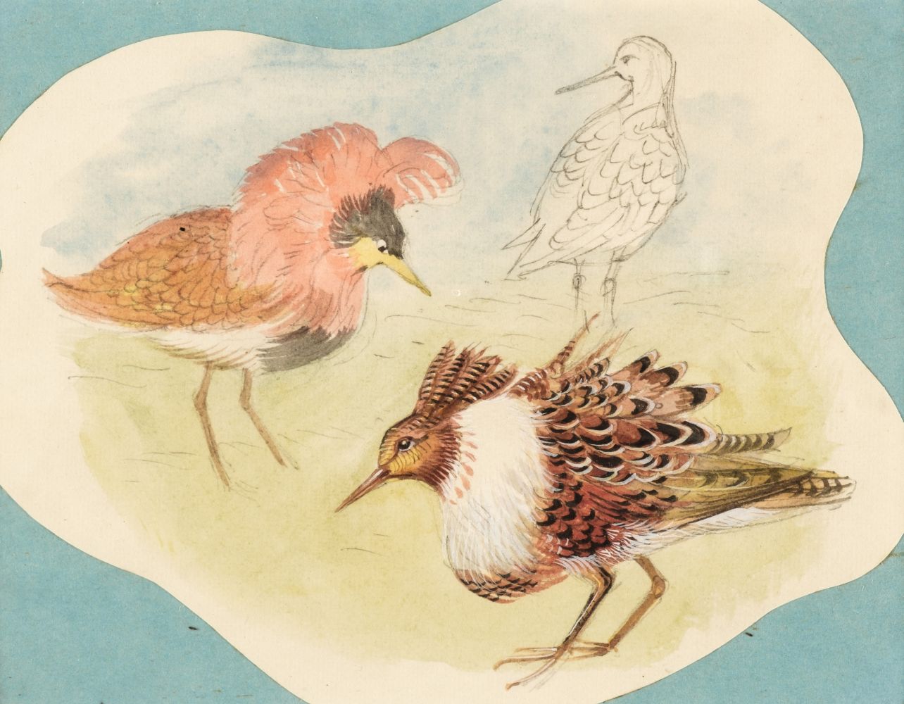 Sharrocks (Alfred Burgess, 1919-1988). Ruffs, circa 1950, watercolour and pencil