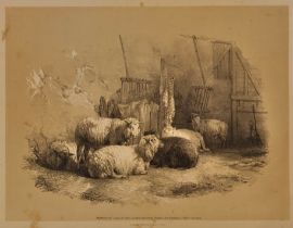 Cooper (Thomas Sidney). Studies of Cattle, drawn from nature..., Parts 1 & 2, New Edition