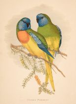 Natural History. A collection of 40 prints and lithographs, 19th century