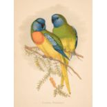 Natural History. A collection of 40 prints and lithographs, 19th century