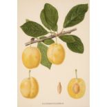 Botany. A collection of approximately 320 prints, mostly 19th and early 20th century