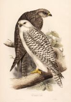 Gould (J. & E.). Ten lithographs of Raptors [1832 - 37]