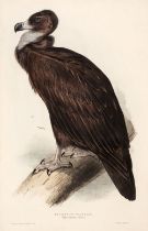 Lear (Edward). Cinereus Vulture from Gould's Birds of Europe, 1832-37