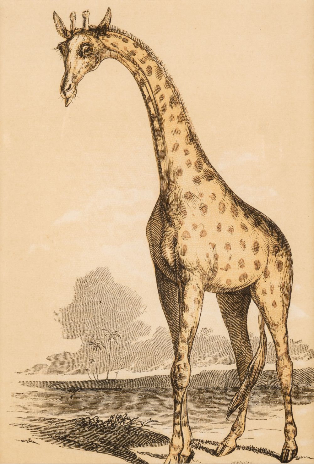 Natural History. A collection of approximately 200 prints, mostly 19th and early 20th-century