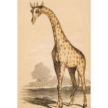 Natural History. A collection of approximately 200 prints, mostly 19th and early 20th-century