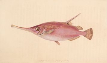 Donovan (Edward). The Natural History of British Fishes, 5 volumes, 1808