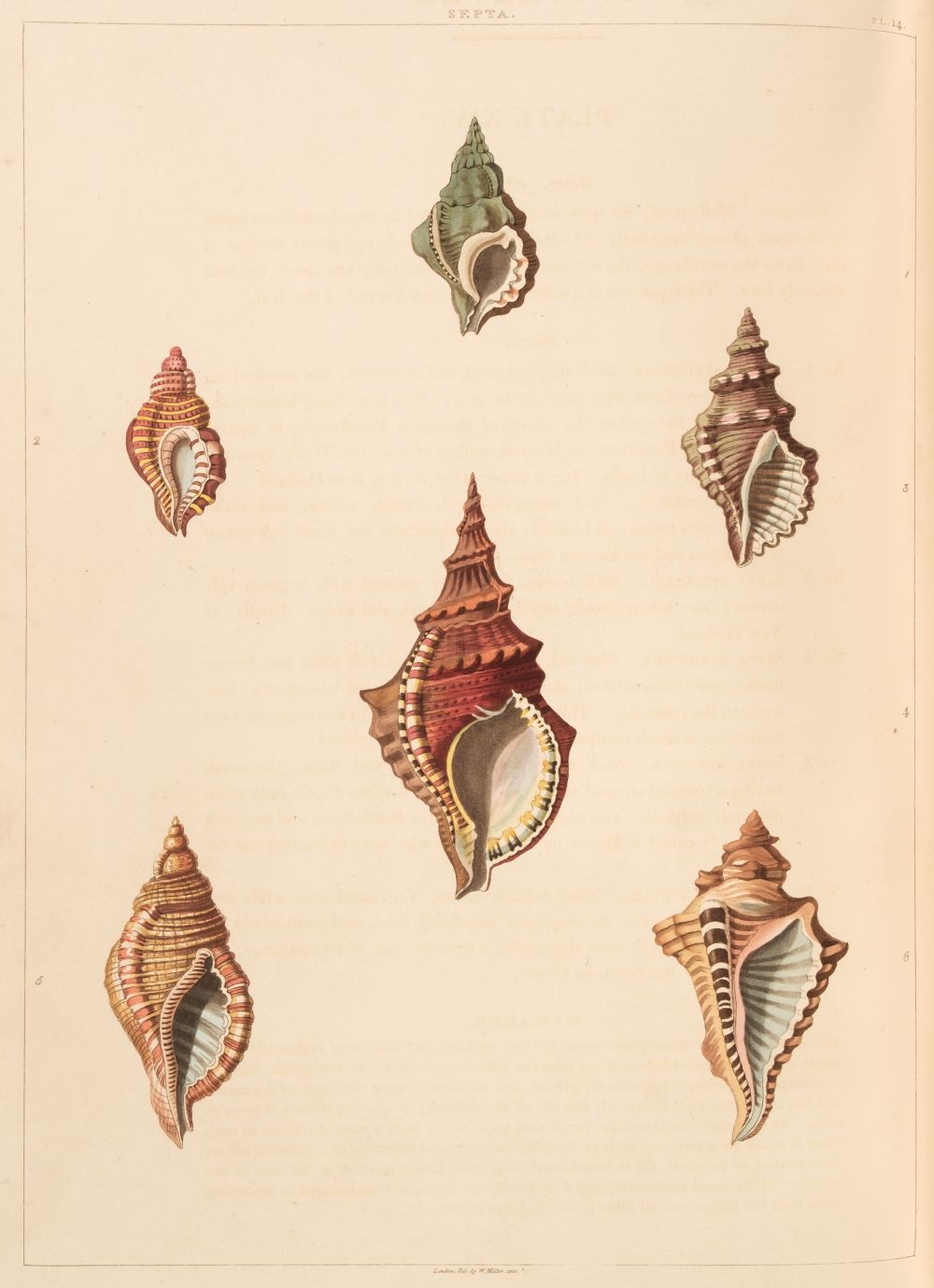 Perry (George). Conchology, or the Natural History of Shells..., London: William Miller, 1811