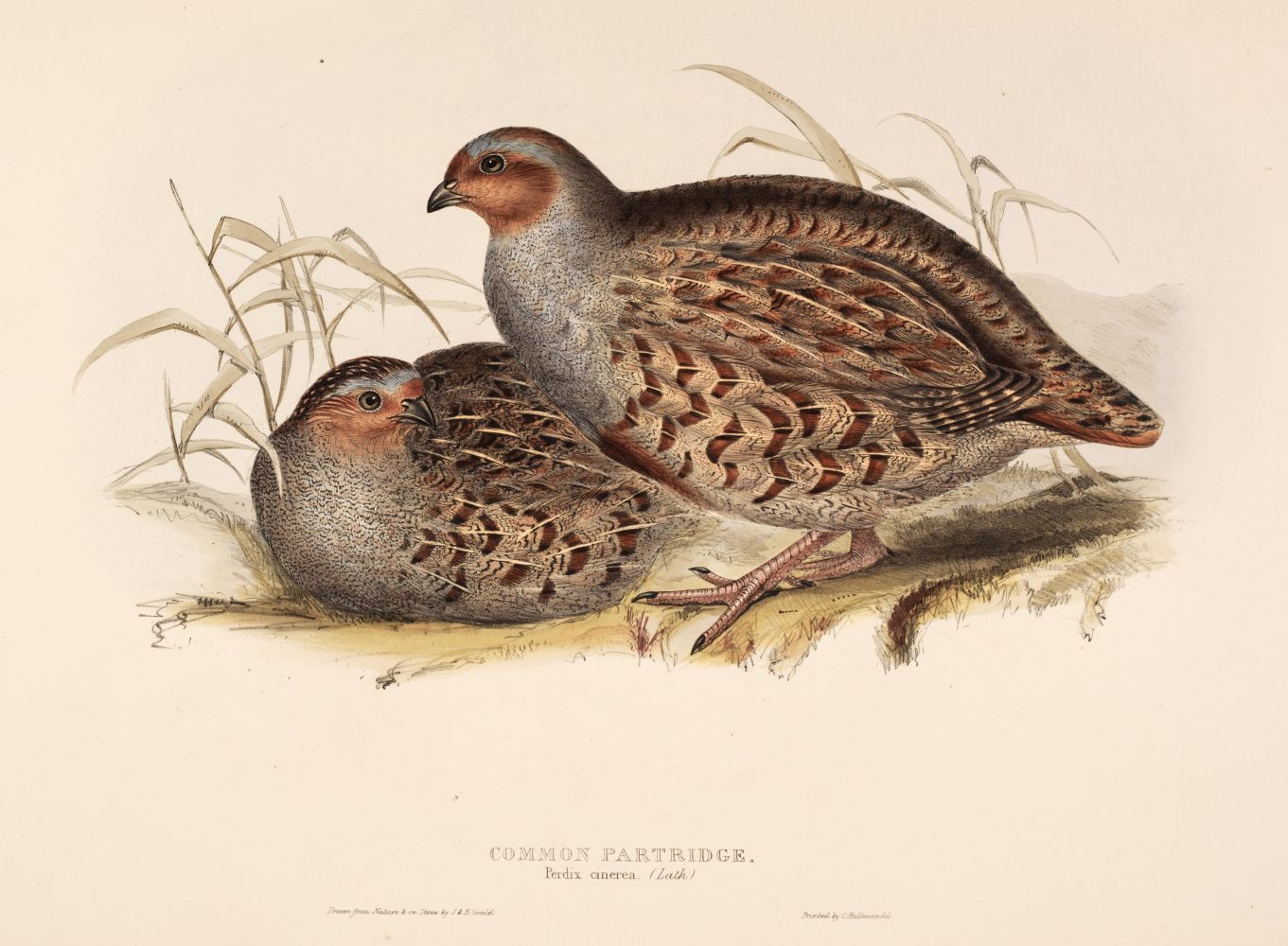 Gould (J. & E.). A collection of six lithographs of Game Birds [1832 - 37]