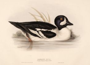Gould (J. & E.). Eight lithographs of Ducks [1832 - 37]