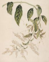 Graves (George, 1774-1839). Combretum Purpureum, circa 1815-20..., and others