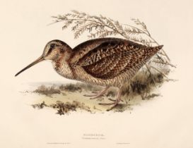 Gould (J. & E.). Eight lithographs of Waders [1832 - 37]