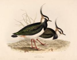 Gould (J. & E.). A collection of 12 Waders [1832 - 37]