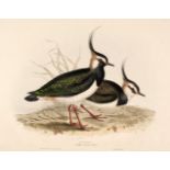 Gould (J. & E.). A collection of 12 Waders [1832 - 37]
