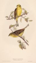 Gould (J. & E.). A collection of 23 lithographs of Buntings and Larks [1832 - 37]