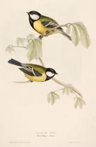 Gould (J. & E.). A collection of 10 lithographs of Tits [1832 - 37]