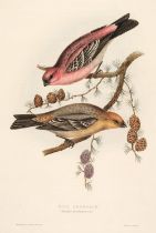 Gould (J. & E.). A collection of 12 Crossbills and Nuthatches [1832 - 37]
