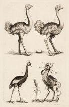 Natural History. A mixed collection of approximately 100 prints and engravings, 18th & 19th century