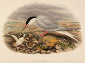 Gould (J. & Hart W.). Eleven lithographs of Birds, circa 1840 - 80