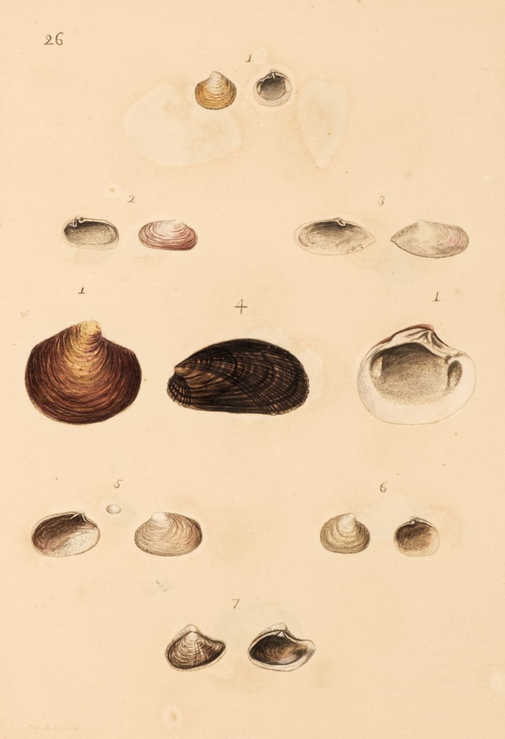 Montagu (George). Testacea Britannica or Natural History of British Shells