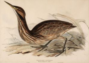 Lear (Edward). Freckled Bittern. Botaurus lentiginosus: (Steph:), [1832 - 37]