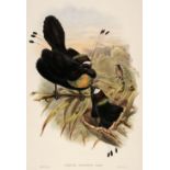 Gould (J. & Hart W.). Three Lithographs of Birds of Paradise [1878 - 88]