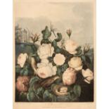 Thornton (Dr. Robert). Roses, October 1st 1805