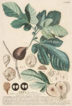 Ehret (Georg Dionysius). Six botanical engravings, [1750 - 73]