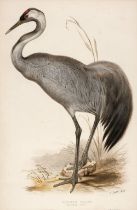 Lear (Edward). Common Crane [1832 - 37]