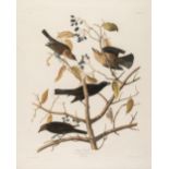 Audubon (John James). Rusty Grakle. Quiscalus Ferrugineus. Bonap..., London: Robert Havell, 1833