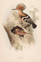 Gould (J. & E.). A Collection of nine lithographs of Hoopoe, Woodpeckers and Cuckoos [1832 - 37]