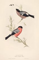Gould (J. & E.). A collection of 14 Finches and Linnets [1832 - 37]