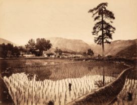 China. Chinese Rice Field, unidentified photographer, c. 1870