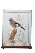 TAXIDERMY: A JAY