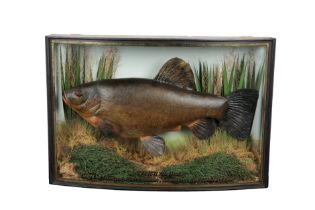 A. J. BOND: A TAXIDERMY TENCH