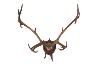 TAXIDERMY: A PART SKULL AND ANTLERS OF FALLOW DEER