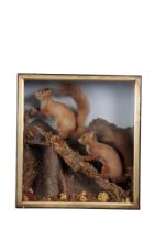 TAXIDERMY: A PAIR OF RED SQUIRRELS